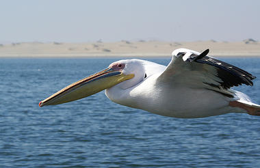 Pelican in Flight 